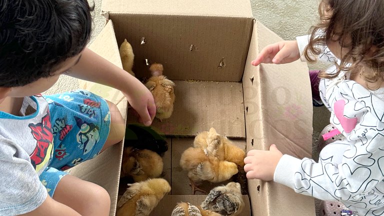 Refúgio dos Lindos - Chalé