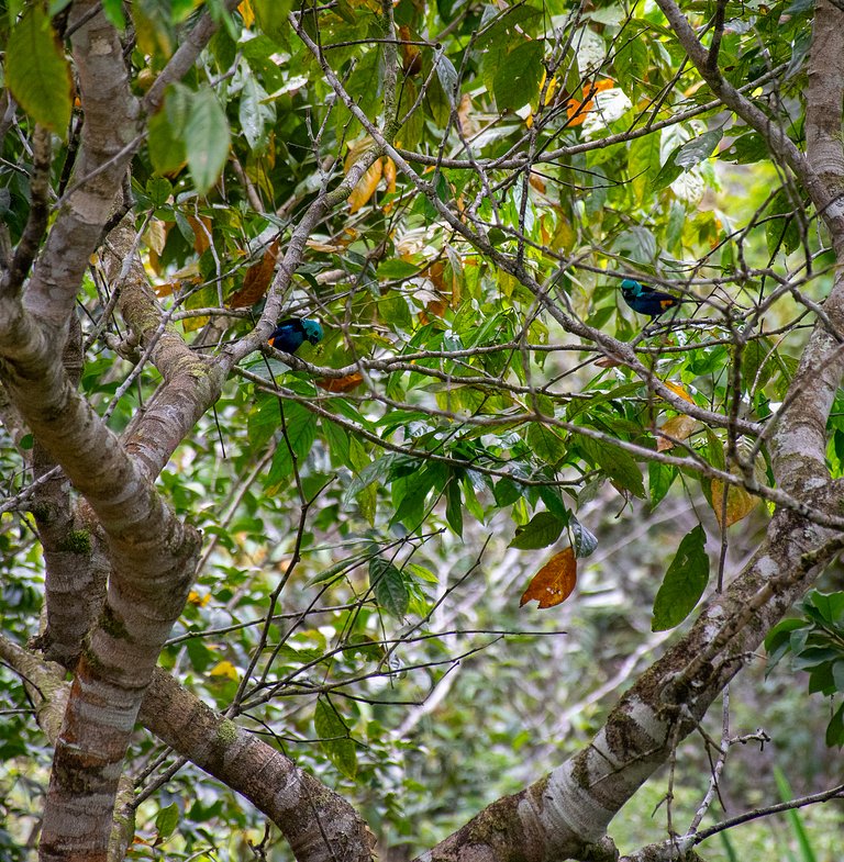 Refúgio dos Lindos - Chalé