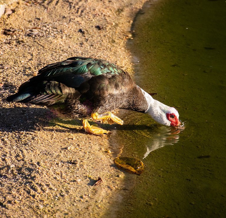 Refúgio dos Lindos - Chalé